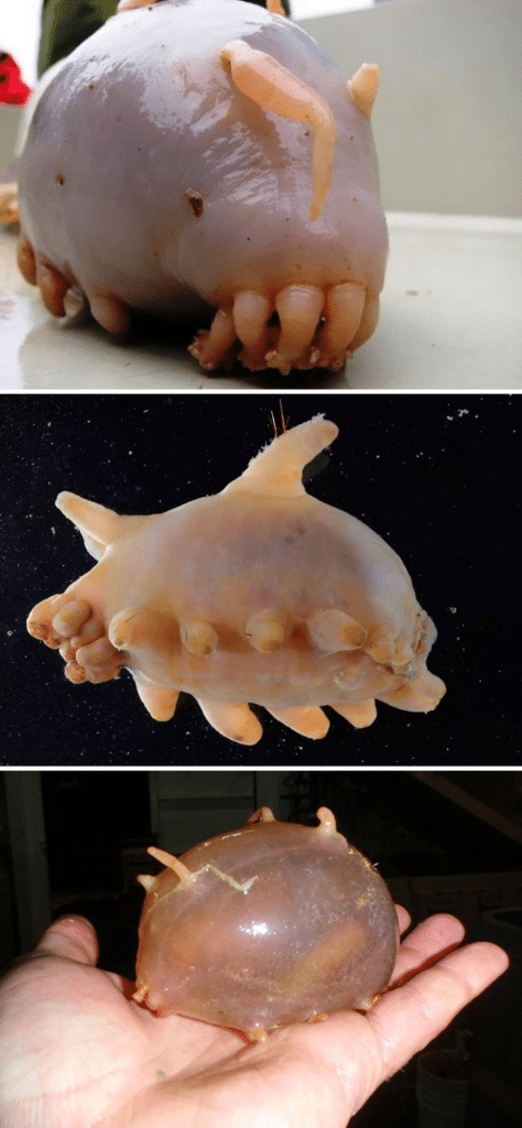 30 Bizarre Real-Life Creatures That Actually Exist