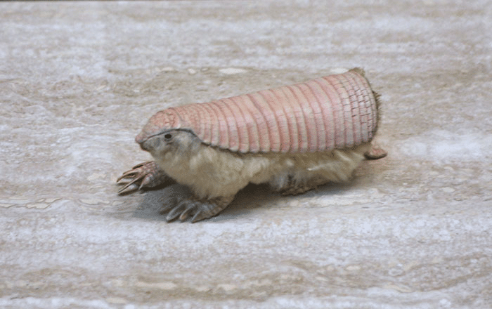30 Freakishly Strange Animals That Will Make You Question Reality